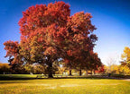 Majestic red maple tree in vibrant autumn foliage against blue sky