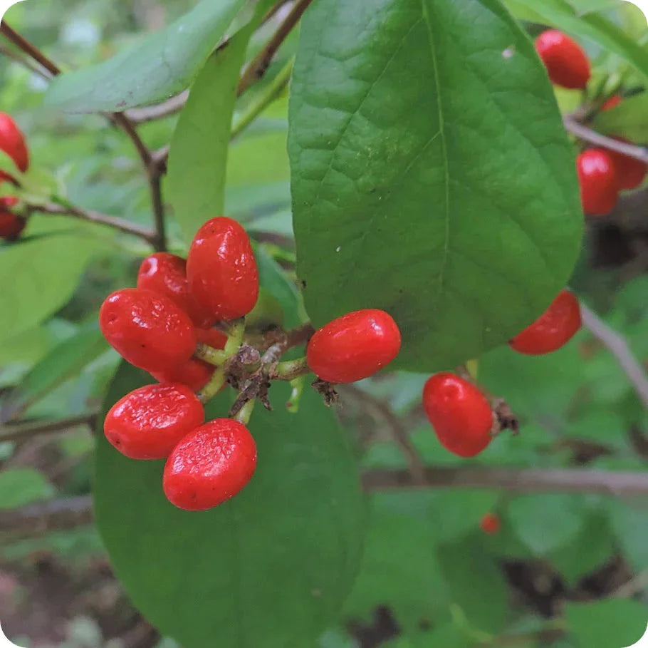 Vibrant red glossy berries on Northern Spice Bush shrub with green leaves