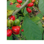 Northern Spice Bush shrub with vibrant red and green oval berries on branch