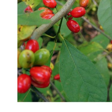 Northern Spice Bush shrub with vibrant red and green oval berries on branch