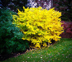 Vibrant yellow Northern Spice Bush shrub with dense rounded foliage in garden