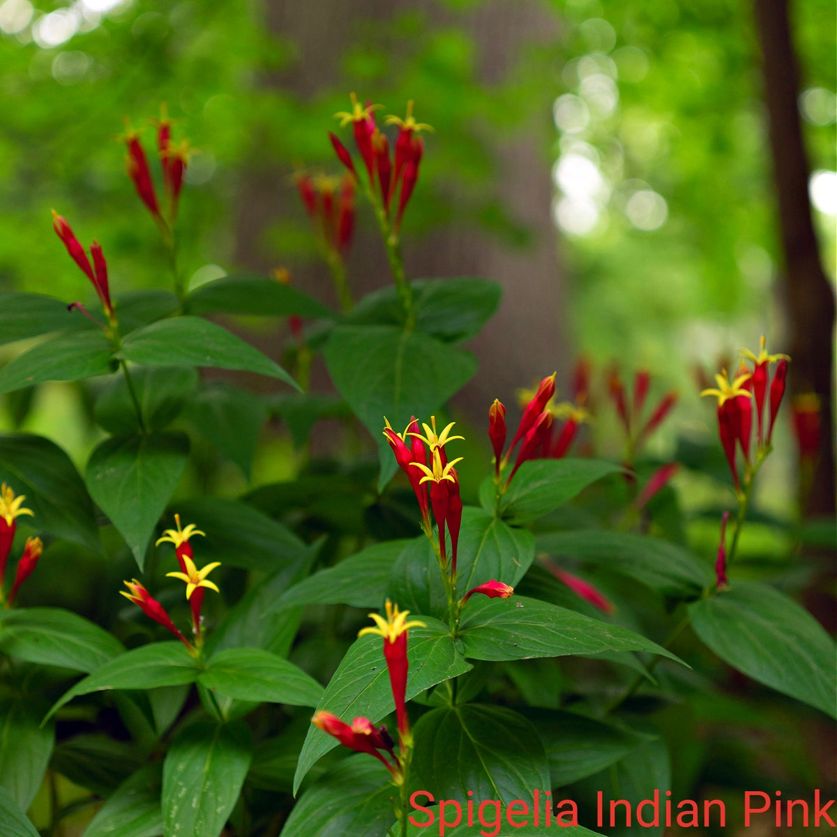 Vibrant Red Hot Trio spigelia indian pink flowers with glossy green leaves