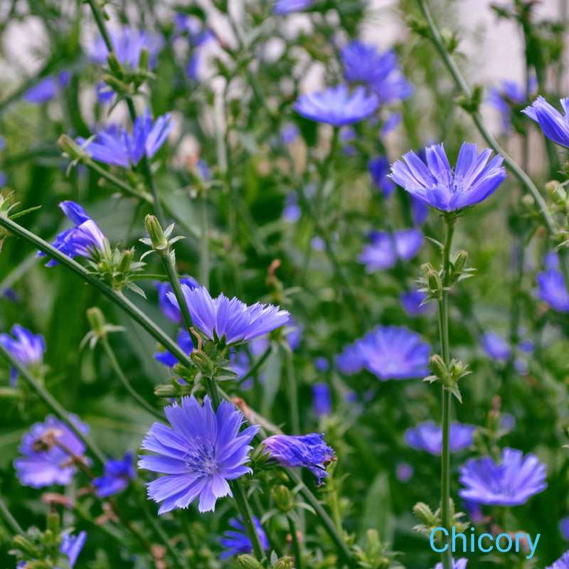 Vibrant purple chicory flowers in Blue Monarch Trio with spiky petals