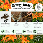 Orange Daylily