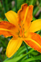 Vibrant Orange Daylily with ruffled petals and central stamens