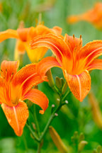 Vibrant orange daylilies with yellow centers and curved petals - Orange Daylily