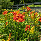 Hemerocallis - TN Nursery