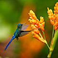 Vibrant blue green hummingbird hovers near Orange Ember Trio flowers