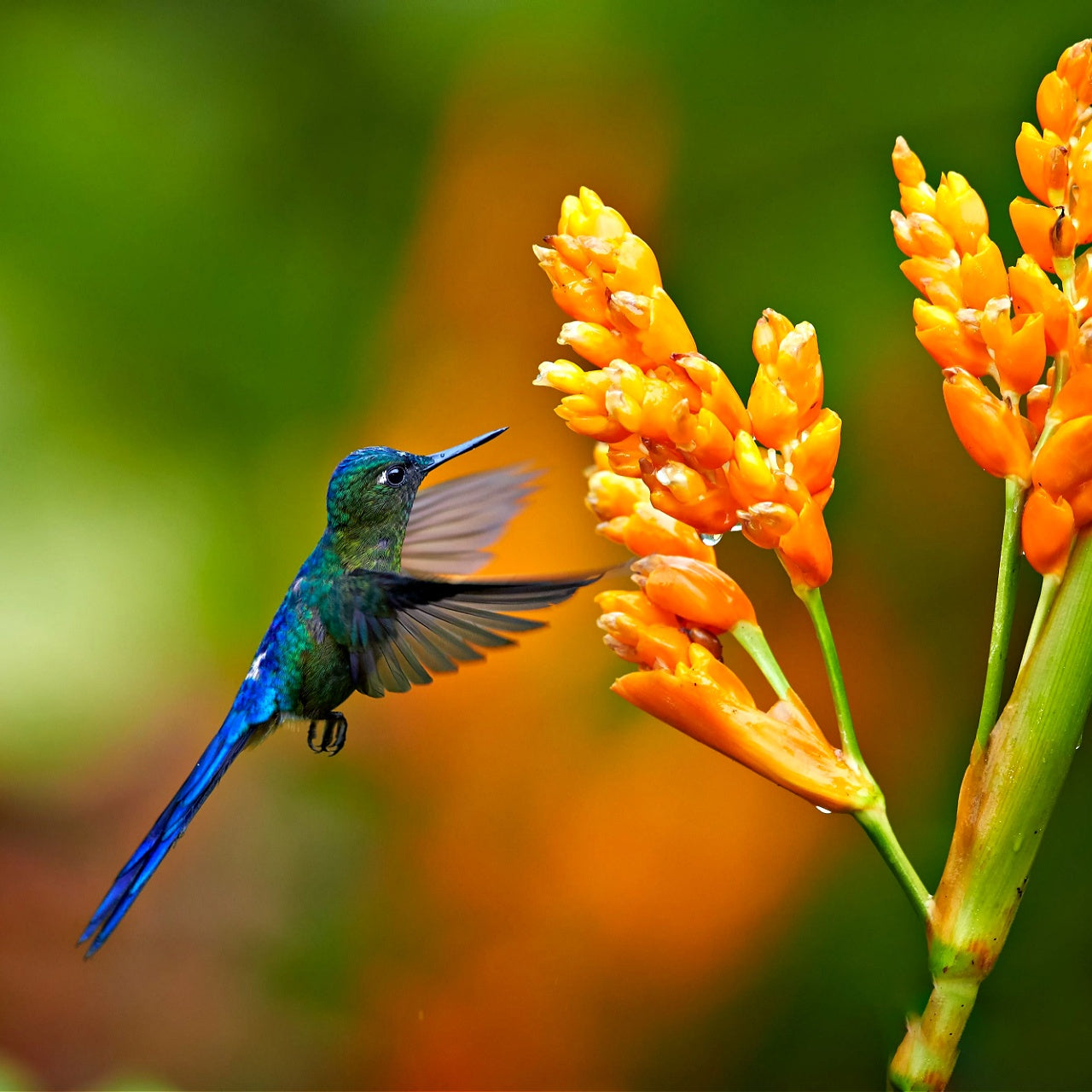 Vibrant blue green hummingbird hovers near Orange Ember Trio flowers