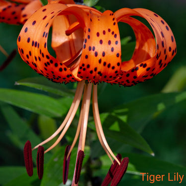 Vibrant Orange Ember Trio tiger lily with black spots and maroon stamens