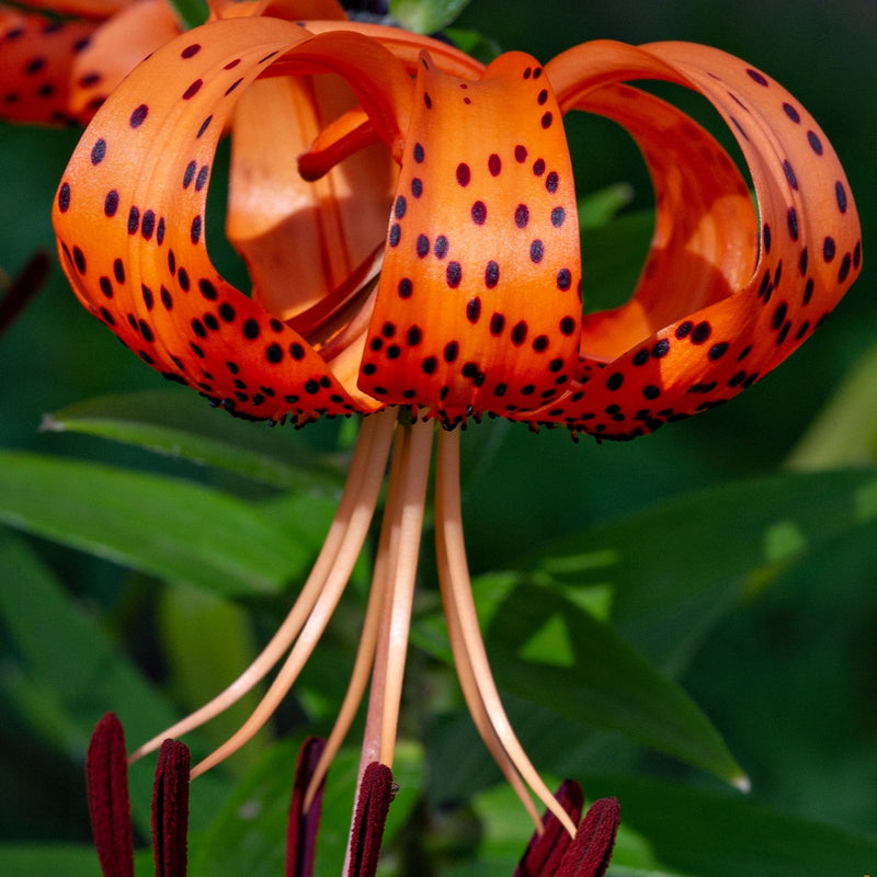 Vibrant Orange Ember Trio tiger lily with black spots and maroon stamens