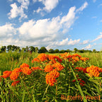 Vibrant Orange Ember Trio butterfly weed blooms in sunlit meadow