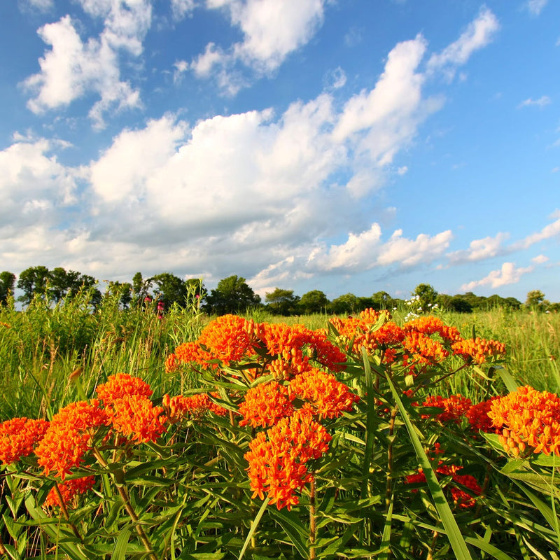 Vibrant Orange Ember Trio butterfly weed blooms in sunlit meadow