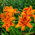 Orange Ember Trio: vibrant orange daylilies with red streaks, ruffled petals