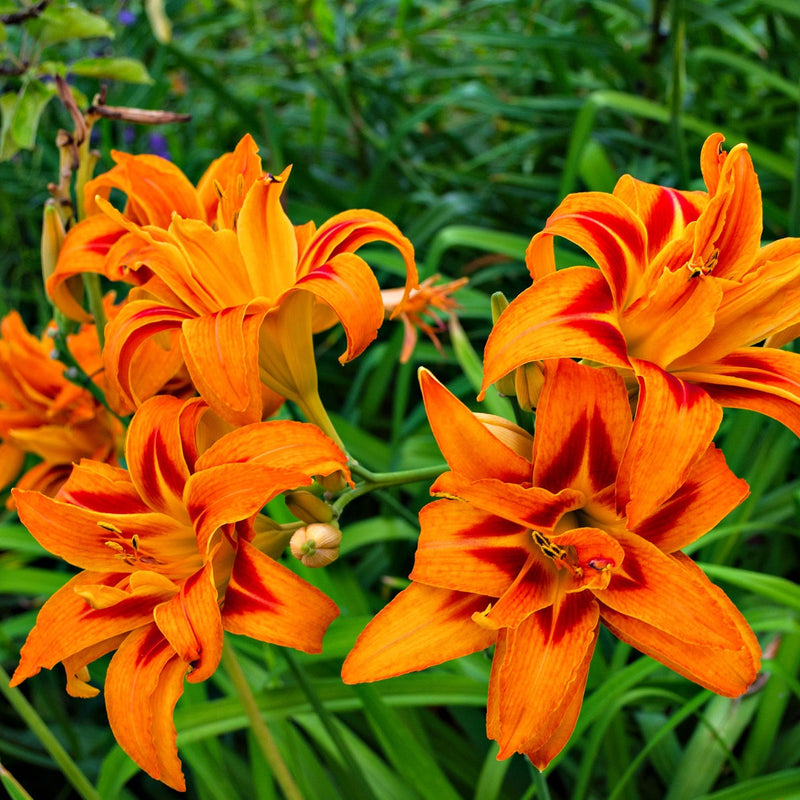 Orange Ember Trio: vibrant orange daylilies with red streaks, ruffled petals