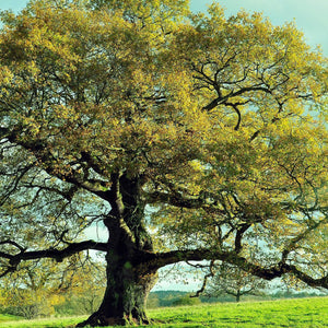 Majestic Overcup Oak tree with sprawling branches and golden-yellow leaves on green lawn