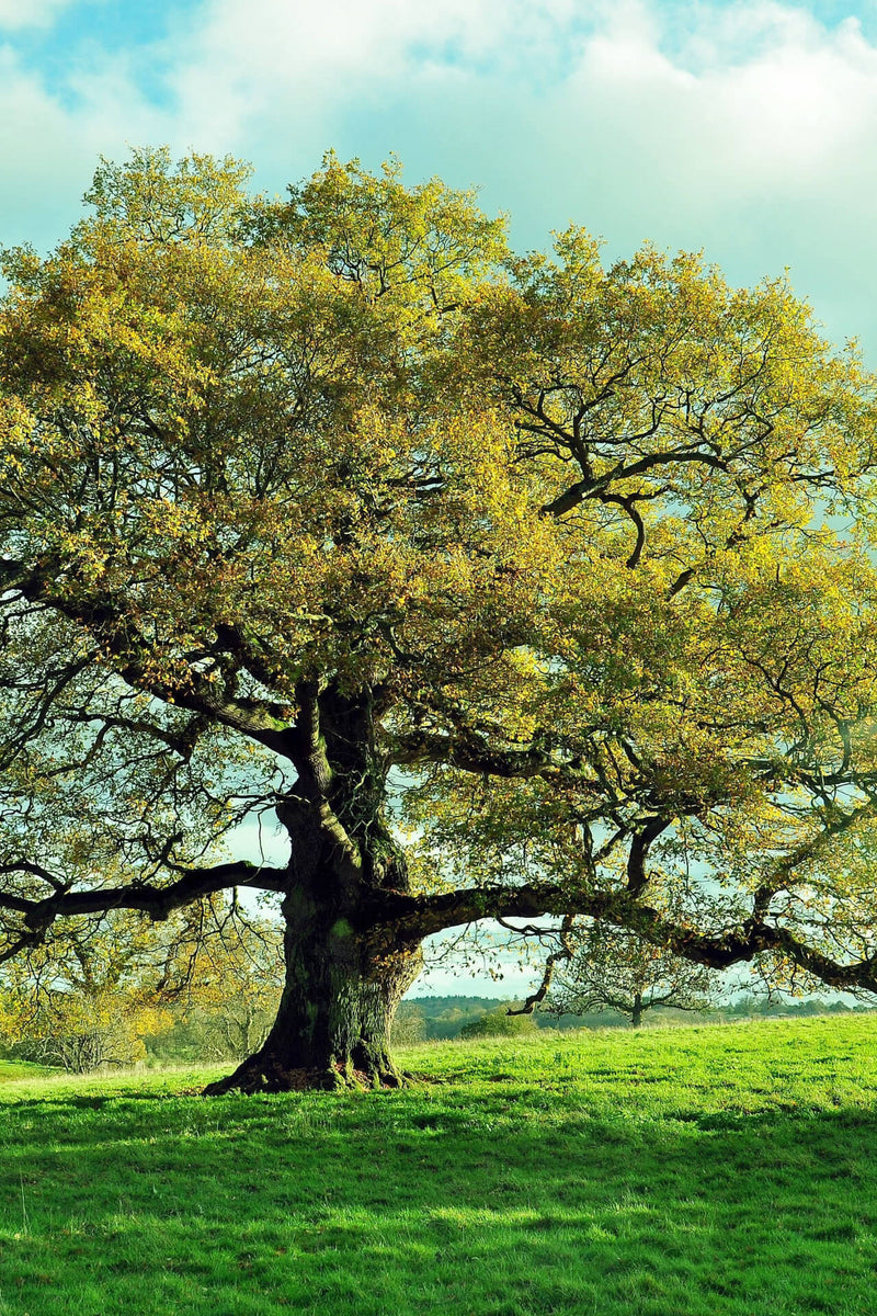 Majestic Overcup Oak tree with sprawling branches and golden-yellow leaves on green lawn