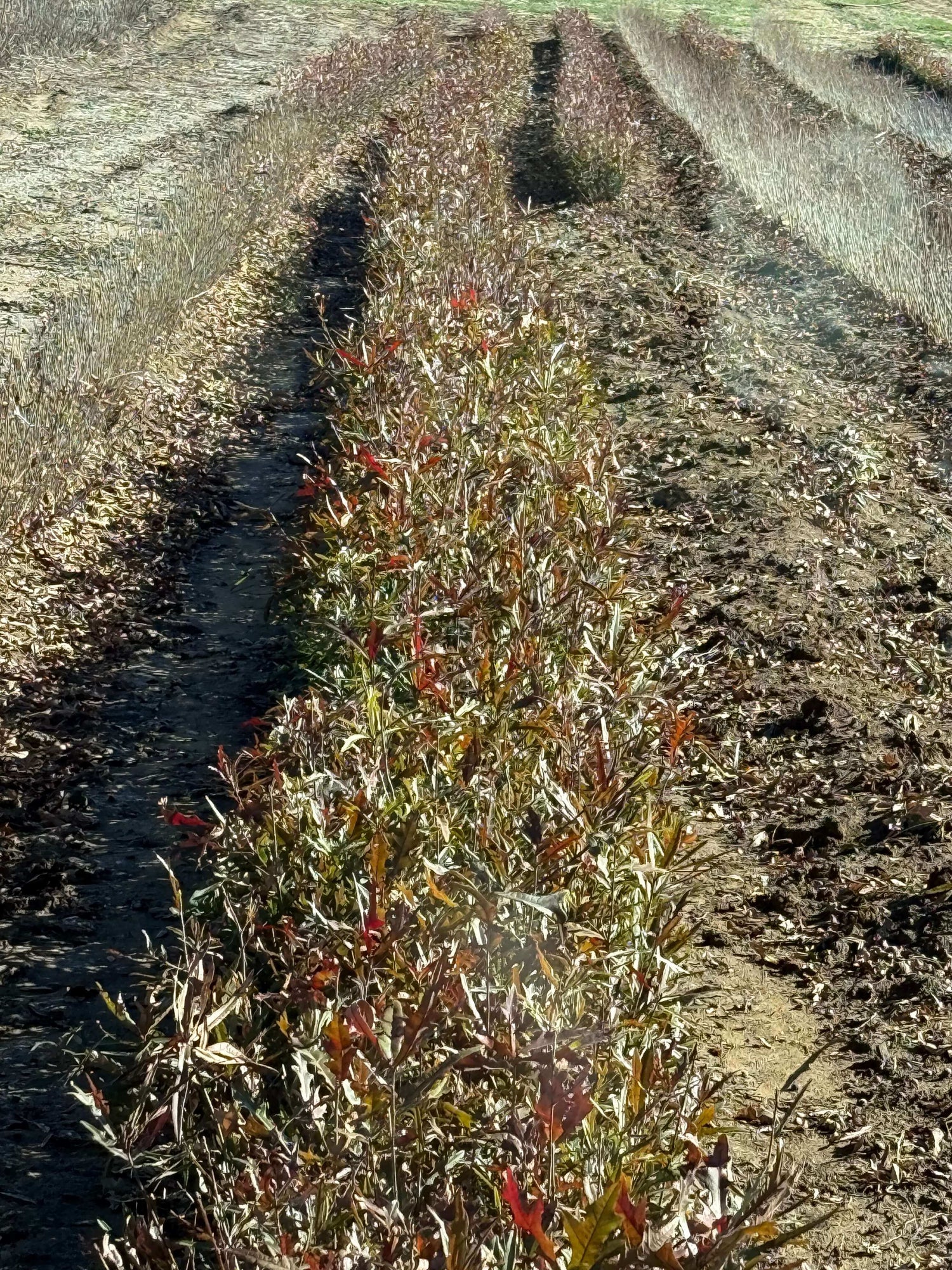 Row of young Overcup Oak seedlings with green and reddish-brown leaves in tilled field