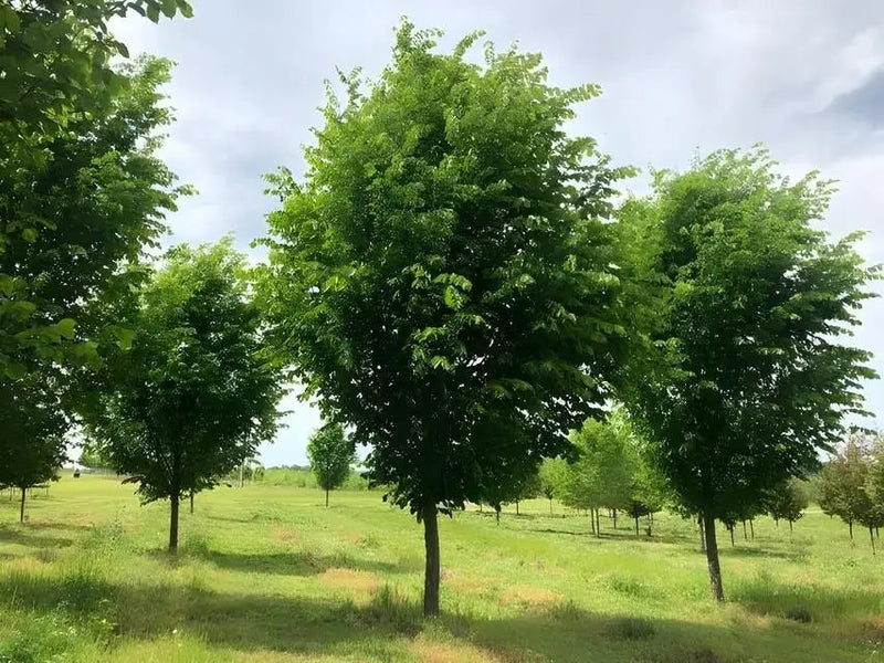 Lush Overcup Oak trees in sunlit grassy field under partly cloudy sky
