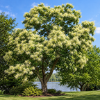 PQK Chestnut Trees
