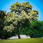 PQK Chestnut Trees lush full-bodied tree with pale yellow flowers