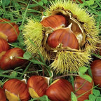 Glossy reddish-brown PQK Chestnut Trees chestnuts in spiky husks on grass