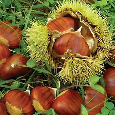 Glossy reddish-brown PQK Chestnut Trees chestnuts in spiky husks on grass