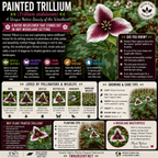 An educational garden flag titled 'Painted Trillium' featuring detailed information, care instructions, pollinator benefits, and planting tips alongside a large illustration of the pink and white wildflower.