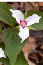 Painted trillium plant with white petals, pink center, veining and green leaves