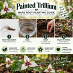 A bare root planting guide infographic for Painted Trillium, featuring four numbered steps with photos and text: what you receive, soak the root ball, plant in soil, and enjoy in spring. The top header reads 'Painted Trillium Bare Root Planting Guide,' and the bottom shows a garden scene with white and pink flowers and green leaves.