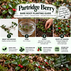 Partridge Berry