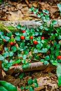 Vibrant Partridge Berry red berries among lush green leaves on mossy forest floor