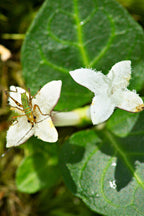 Delicate white Partridge Berry flower with fuzzy petals and yellow center