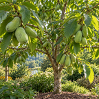 Pawpaw fruit hanging from trees