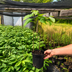 Pawpaw Trees #1 Gal. - TN Nursery