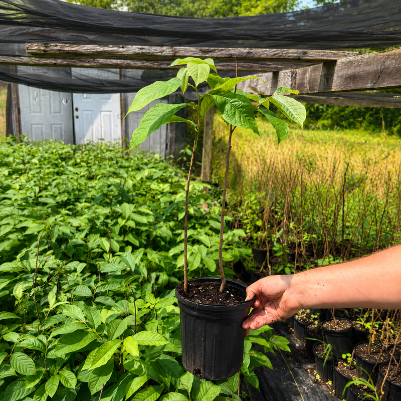 Pawpaw Trees #1 Gal. - TN Nursery