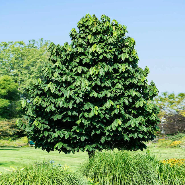 Lush Pawpaw Tree with dense dark green foliage in sunlit garden