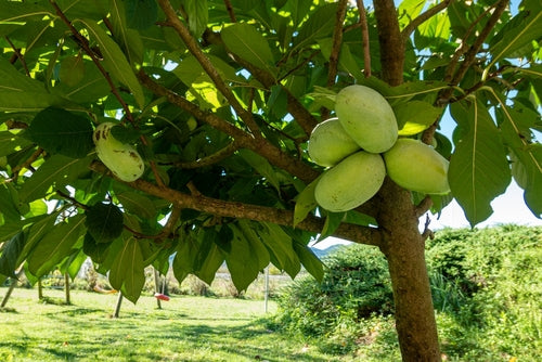 How We Grow PawPaws