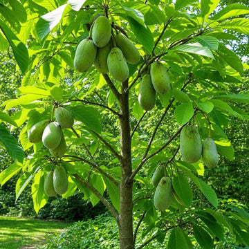 Pawpaw tree with fresh pawpaws