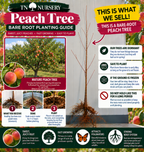 Bare-Root tree Planting Guide