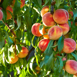 Ripe red-yellow peaches hanging from Peach Fruit Tree branch with green leaves