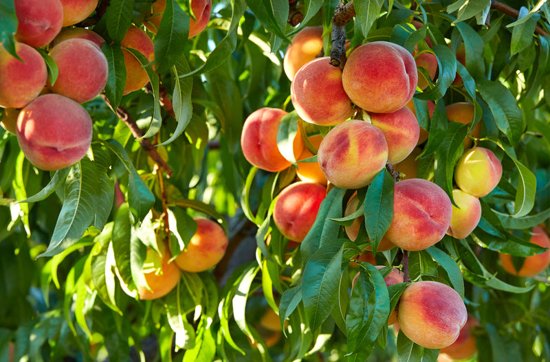 Ripe red-yellow peaches hanging from Peach Fruit Tree branch with green leaves