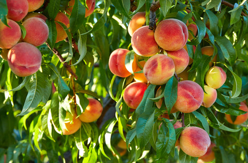 Ripe red-yellow peaches hanging from Peach Fruit Tree branch with green leaves