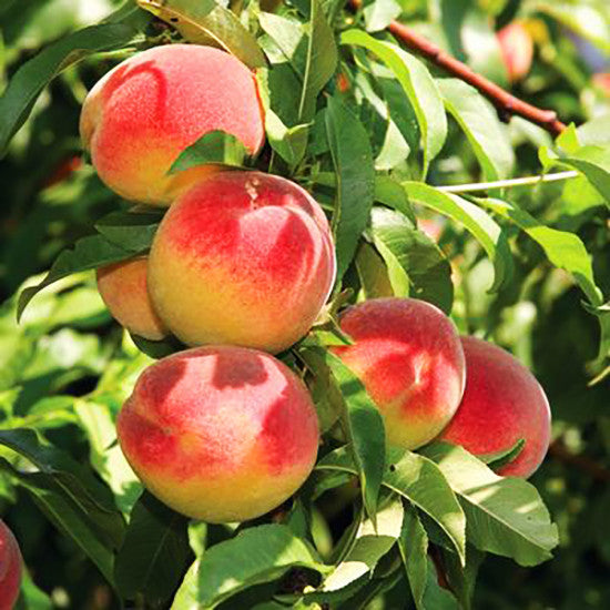 Ripe red-yellow peaches on green leaves, Peach Fruit Tree branch