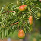 Ripe pears with green to reddish-orange gradient on pear fruiting tree