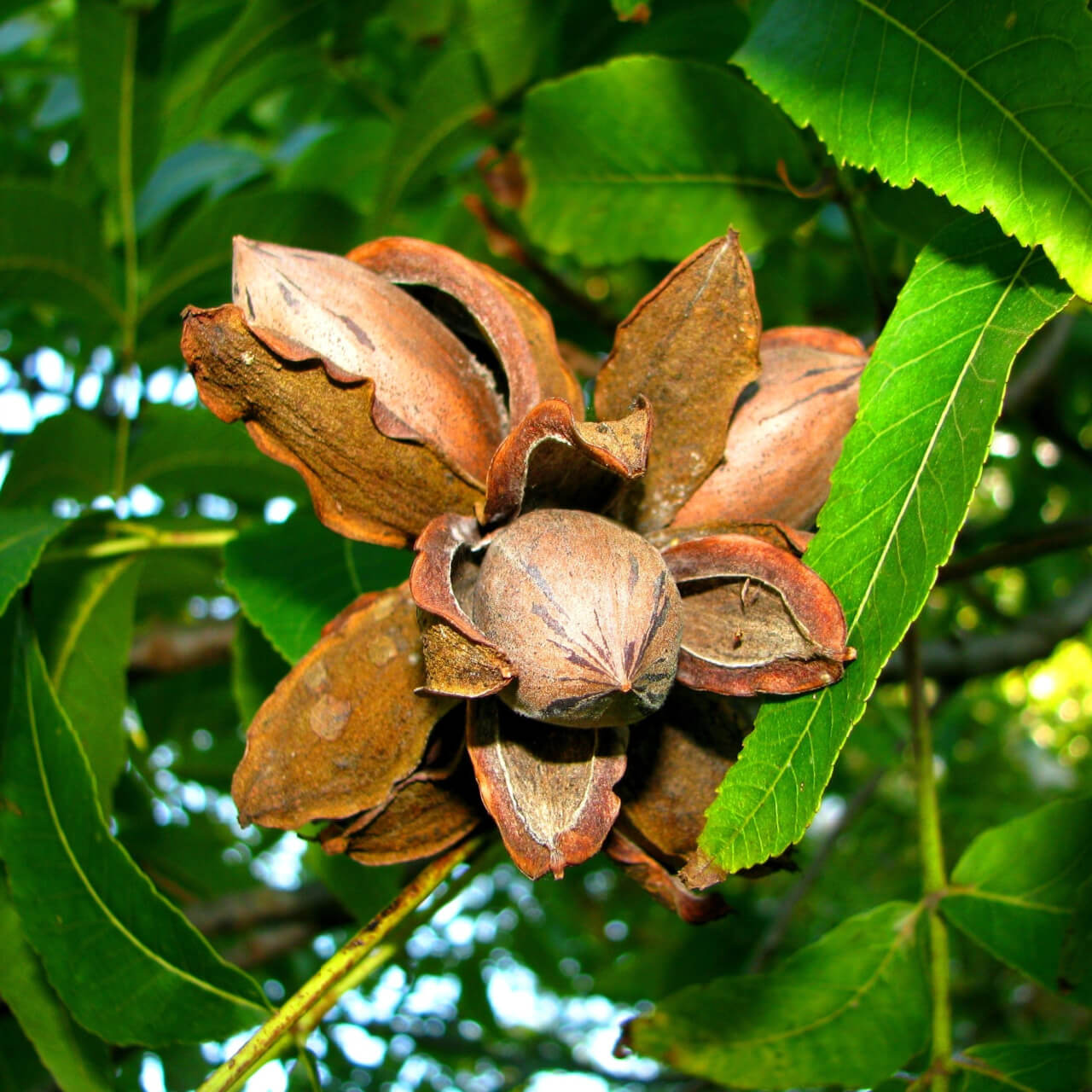 Pecan Tree cluster of brown split walnut shells with nut in center