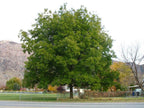 Lush full-bodied pecan tree with dense green foliage in grassy field by fence