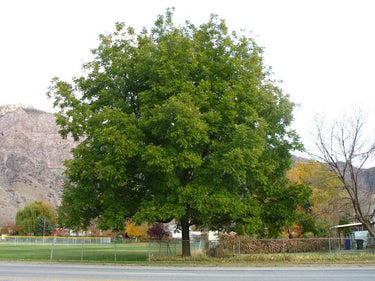Lush full-bodied pecan tree with dense green foliage in grassy field by fence