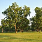 Lush pecan tree with rounded green canopy and sturdy trunk in grassy field