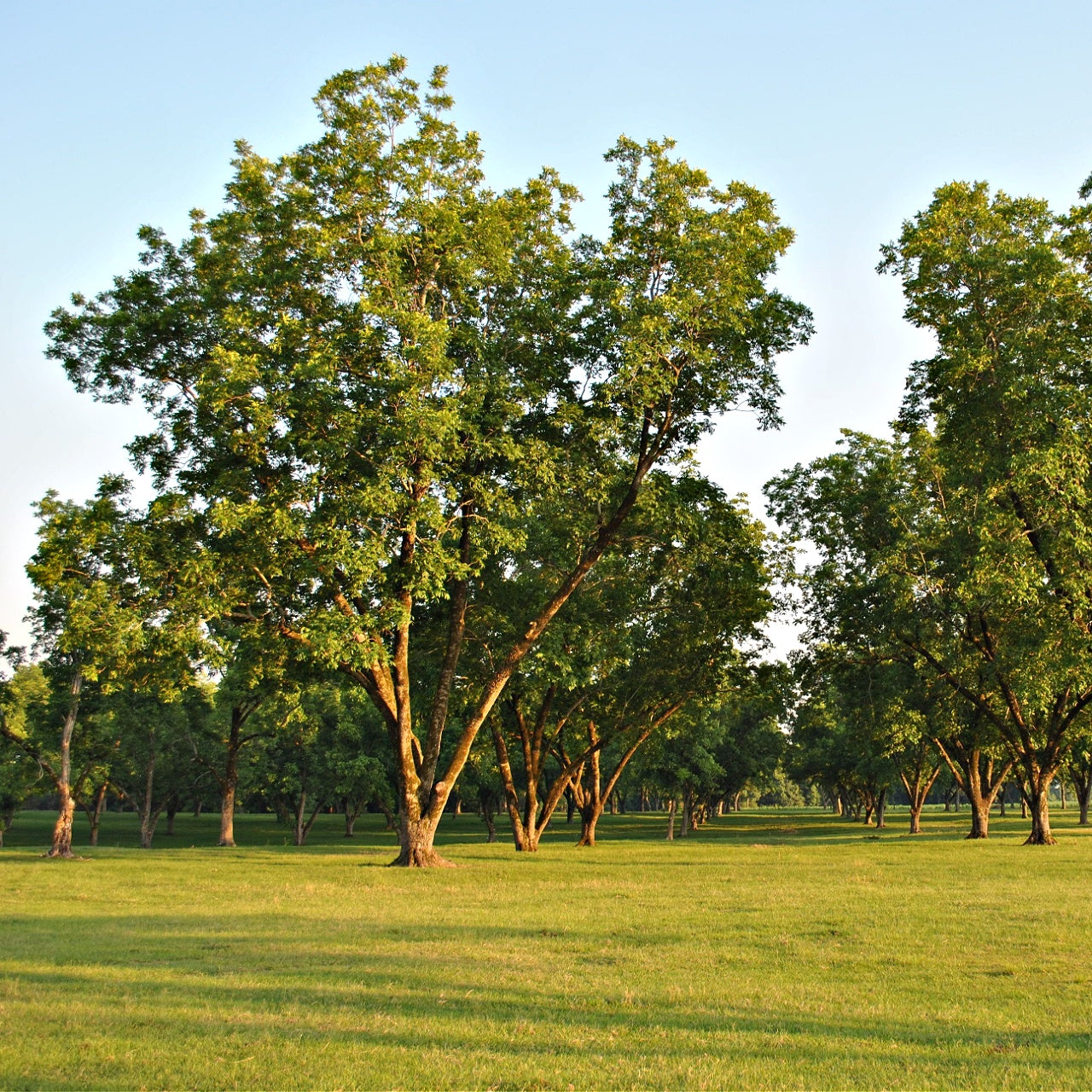 Lush pecan tree with rounded green canopy and sturdy trunk in grassy field